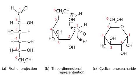 16.4 Cyclic Structures of Monosaccharides | The Basics of General ...