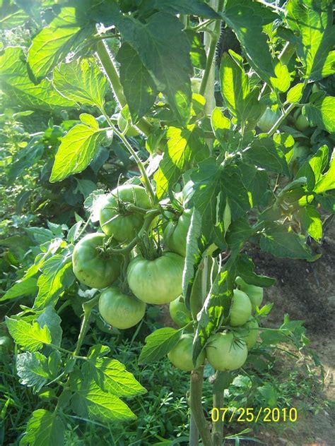 How trimming your tomato plant can make larger tomatoes and nicer fruit ...