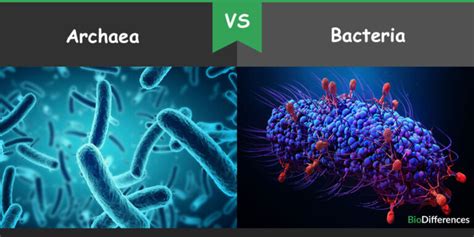 Difference between Archaea and Bacteria – Bio Differences