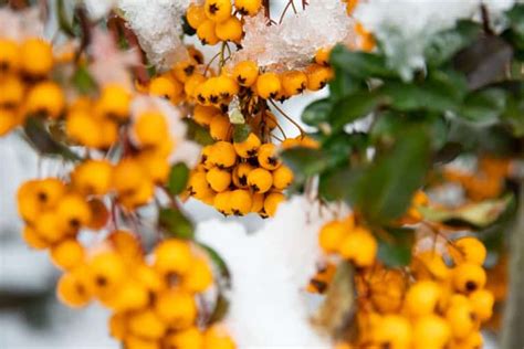 Trees with yellow berries: Common Varieties and Identification Guide