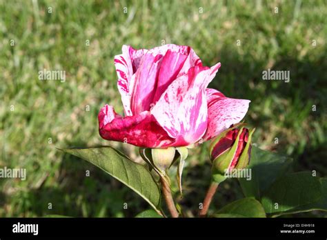 White flower red tips hi-res stock photography and images - Alamy