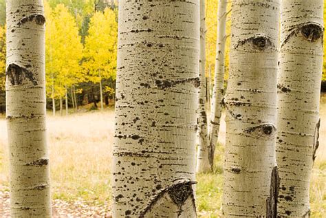 Best Aspen Tree Bark Stock Photos, Pictures & Royalty-Free Images - iStock