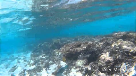 Meeru Island Snorkeling Day 6 Interlude - YouTube