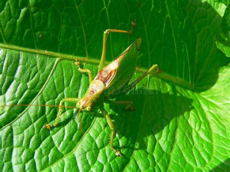 Green locust stock photo. Image of biology, field, closeup - 26779272