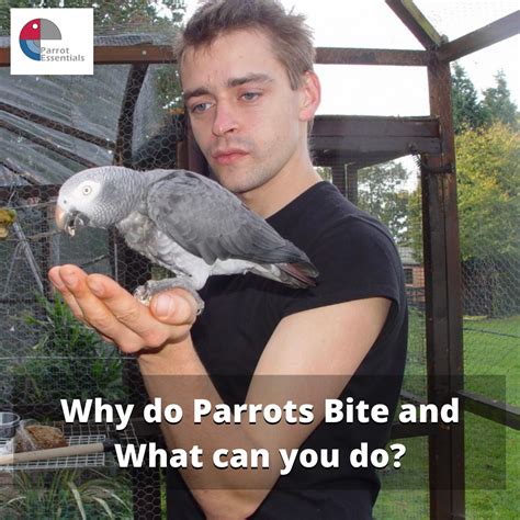 Why do parrots bite? In this article, our resident blogger Dorothy Schwarz shares here opinion ...