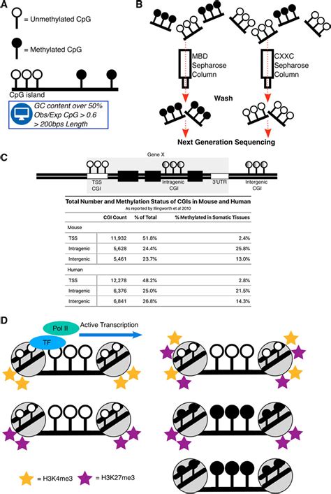 Frontiers | Intragenic CpG Islands and Their Impact on Gene Regulation