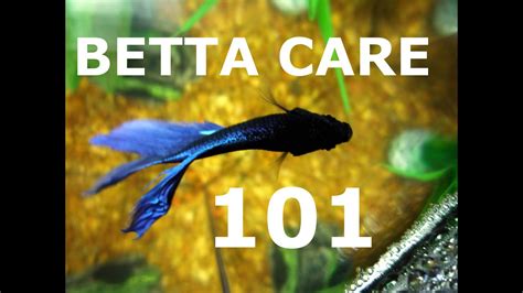 How to care for a Betta Fish - YouTube