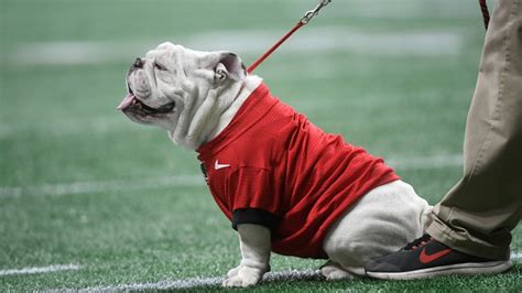 Uga X, retired University of Georgia mascot, passes away | WRBL