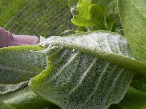 TYWKIWDBI ("Tai-Wiki-Widbee"): First Monarch eggs of the year