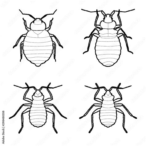 Bed Bug Animal Vector Illustration Hand Drawn Cartoon Art Stock Vector | Adobe Stock