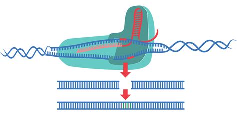 Crispr Cas9 Animation