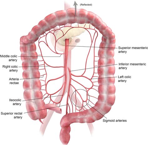 Colon Vascular Anatomy