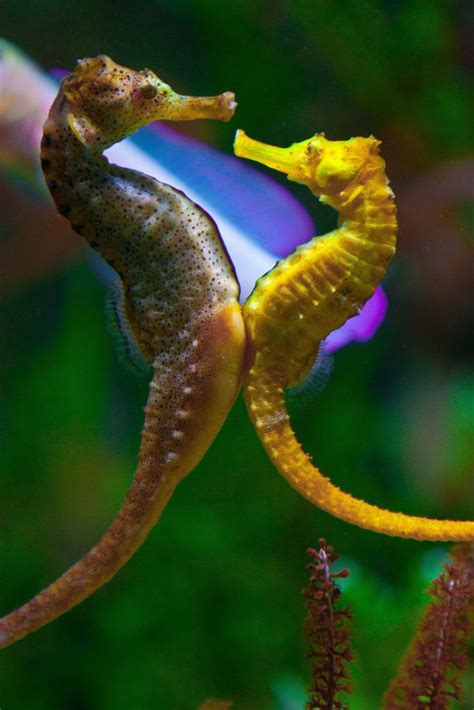 Seahorse mating dance - Two potbellied seahorses - Seahorses are monogamous and mate for life ...