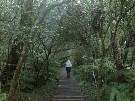 Knysna Forest in Southern Africa