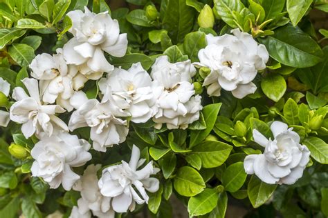 16+ Do Gardenias Need Full Sun | Gardenia plant, Fragrant plant ...