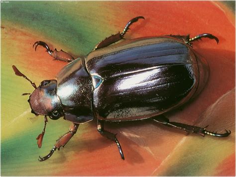 [WillyStoner Scans - Wildlife] Silver Scarab Beetle; Image ONLY