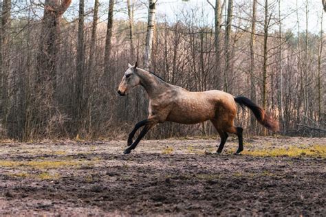 120 Sooty Buckskin Horse Names - HorseNameIdeas.com