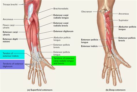 Tendon - Function, Arm, Hand Tendons - Leg and Achilles Tendons