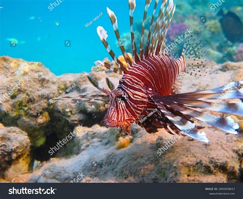 Predator Lionfish Sea Underwater Photo Tropical Stock Photo 2093039617 ...