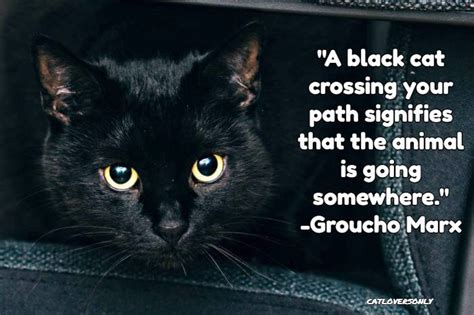 Black Cats | The Good Luck - Bad Luck Feline