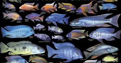 The Genealogical World of Phylogenetic Networks: Cichlids, species and trees