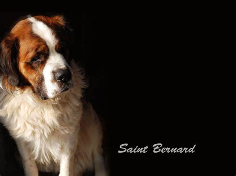 St. Bernard Wallpapers - Wallpaper Cave