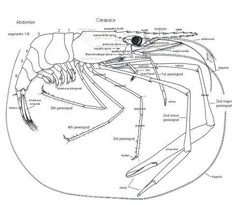 Caridean Shrimp Anatomy