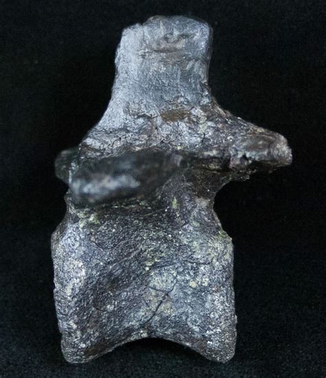 Rare 2" Tall Othnielia Dorsal Vertebra - Skull Creek Quarry (#13322 ...