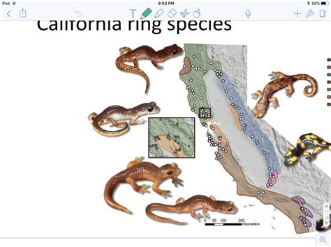 Salamander CA ring species Diagram | Quizlet