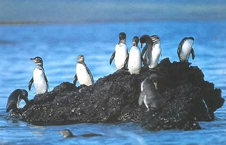 Galapagos Penguin Facts, Habitat, Diet, Life Cycle, Baby, Pictures