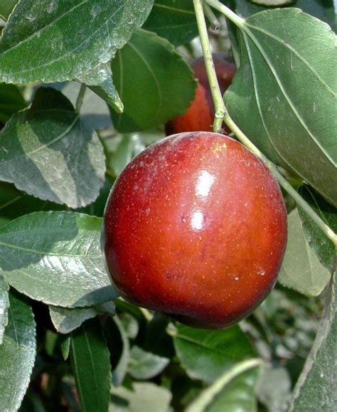 Li Jujube — Raintree Nursery