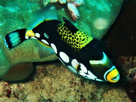 Clown triggerfish - Moalboal Reef Species