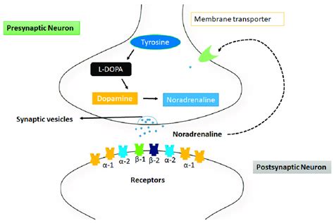 Mechanism of action of norepinephrine at synapsis. The tyrosine is... | Download Scientific Diagram