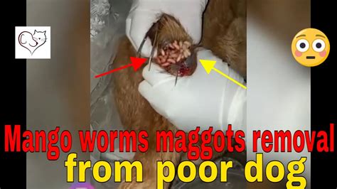 Mango worms maggots removal from poor dog - YouTube