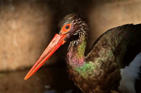 Black Stork Free Stock Photo - Public Domain Pictures