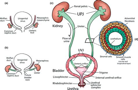 Figure 1 from OF LOWER URINARY TRACT DEVELOPMENT Development of the Ureter and Ureteral ...