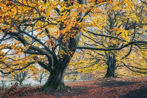 Forest of the giant beech trees on Behance