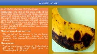 BANANA DISEASE PPT.pptx