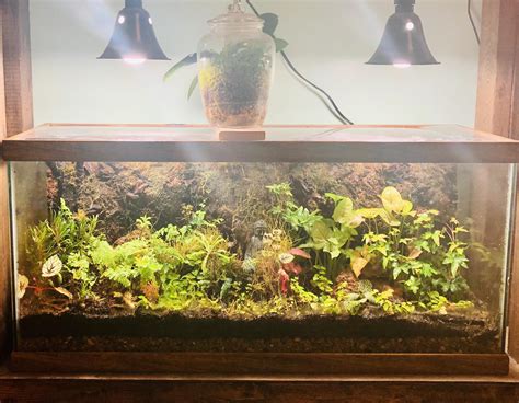 This a 30 gallon tank that I repurposed into a terrarium. It has been stablished for about a ...