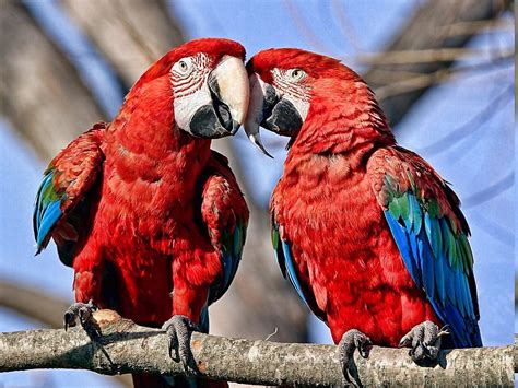 birds, Parrot, Nature, Macaws Wallpapers HD / Desktop and Mobile Backgrounds