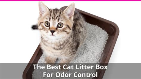 The Best Cat Litter Box for Odor Control - Reviews and Ratings for 2024