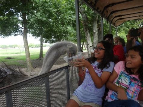 Go on a Safari in Alvin, Texas... at the Bayou Wildlife Zoo! | Wildlife park, Bayou, Texas animals