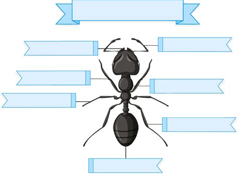 External Anatomy of an ant worksheet 3531755 Vector Art at Vecteezy