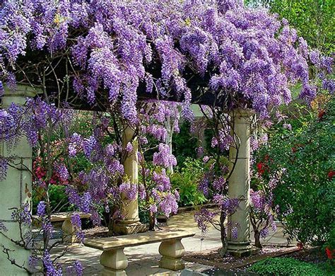 Wisteria Plant - wisteria