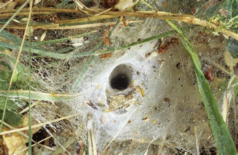 Funnel web spider web - Stock Image - Z430/0611 - Science Photo Library