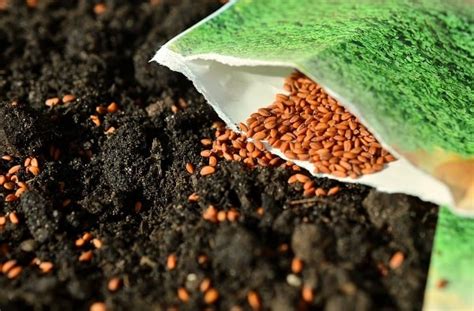 Seed Sowing Methods, Types of Sowing in Agriculture | Agri Farming