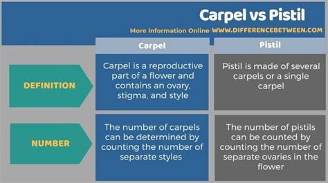 Carpel vs Pistil- Tabular Form in 2023 | Parts of a flower, Ovaries, Definitions