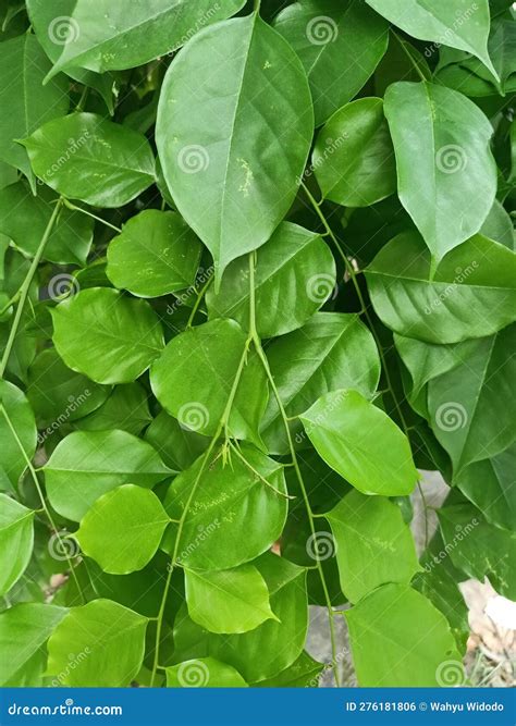 Burmese Rosewood Plant Leaves Background Stock Photo - Image of growth ...