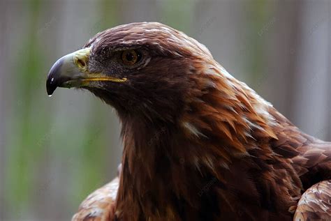 Golden Eagle Conservation Bird Wildlife Photo Background And Picture For Free Download - Pngtree