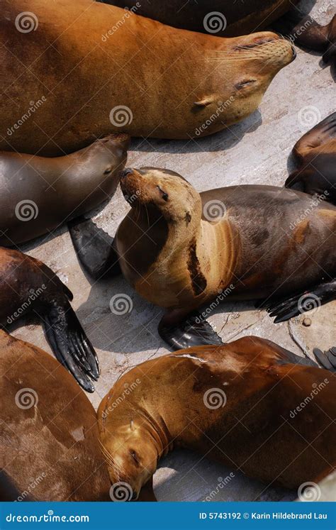 Harbor Seals stock photo. Image of daytime, ocean, sunlight - 5743192